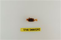 藏品(弧邊管招潮蟹)的圖片
